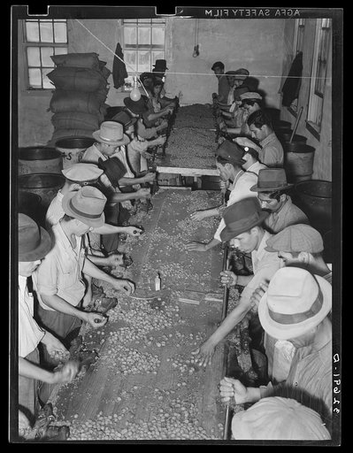 Mexican pecan shellers cracking nuts. Union plant. San Antonio, Texas
