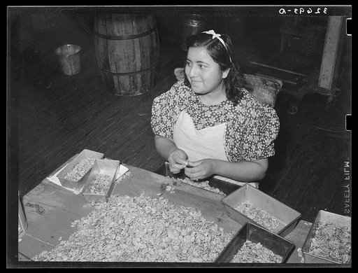 Untitled photo, possibly related to: Classifying pecan meats. Pecan shelling plant. San Antonio, Texas