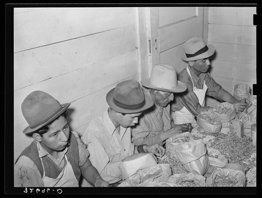 Separating meats from shells. Pecan shelling plant. San Antonio, Texas