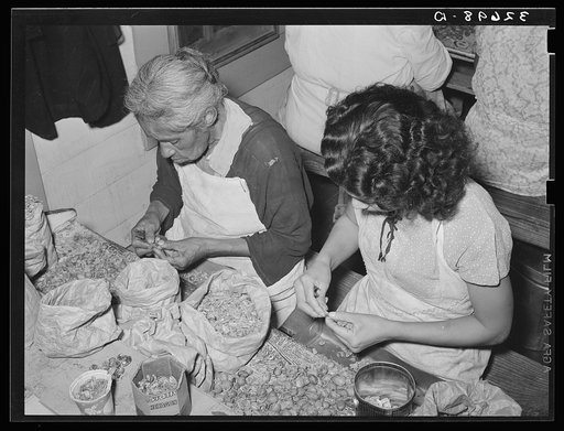 Removing the meats from cracked pecans. Non-union pecan shelling plant. San Antonio, Texas