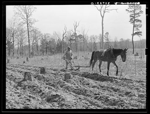 Plowing in the cut-over land near Marshall, Texas
