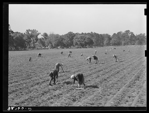 Picking strawberries in field near Ponchatoula, Louisiana