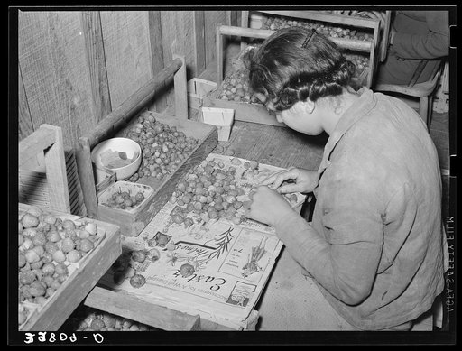Grading strawberries and packing into boxes. Hammond, Louisiana