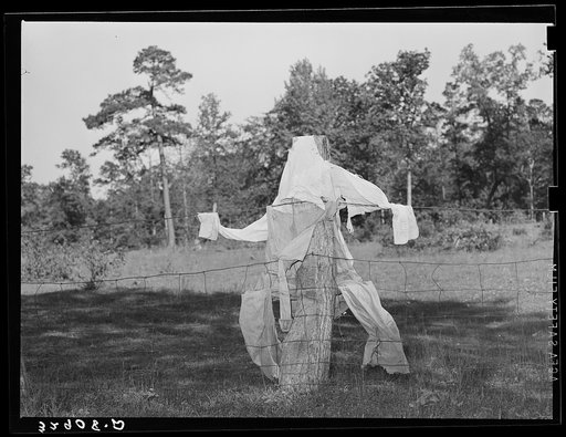 Scarecrow on farm. San Augustine County, Texas