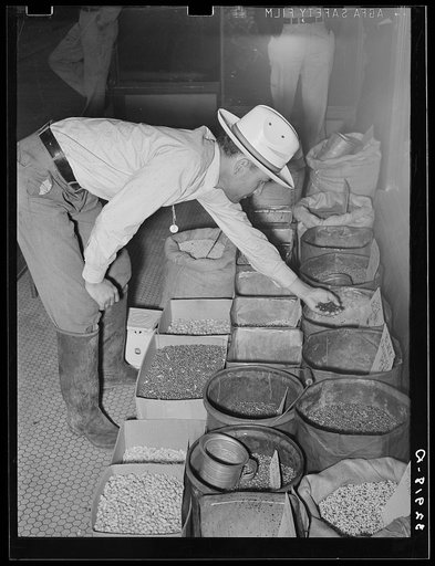 Farmer examining seeds in front of drugstore. San Augustine, Texas