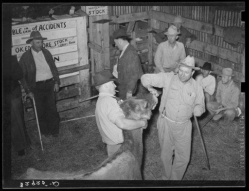 Looking at cow's teeth in auction barn. San Augustine, Texas