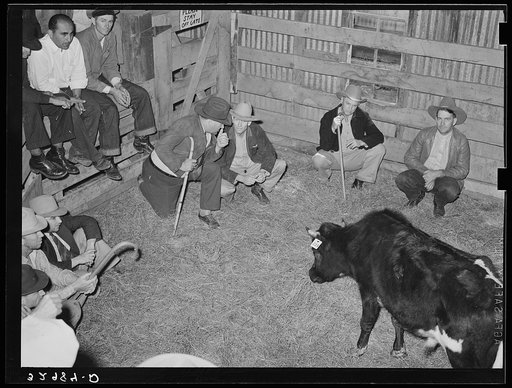 Cattle auction. San Augustine, Texas