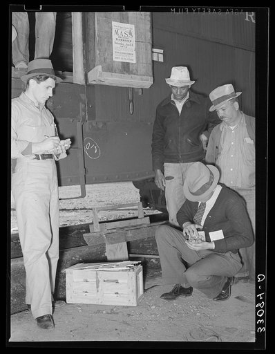 Federal inspection of strawberries with growers in background. Hammond, Louisiana