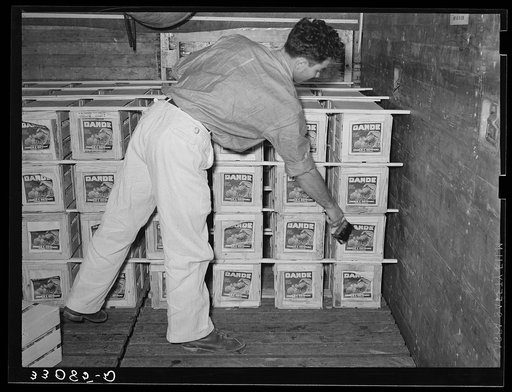 Labeling crates of strawberries loaded in refrigerator cars. Hammond, Louisiana