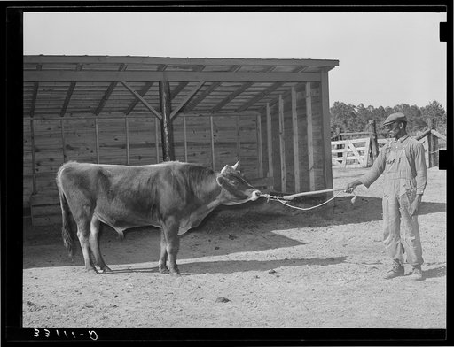Community bull. Sabine Farms, Marshall, Texas