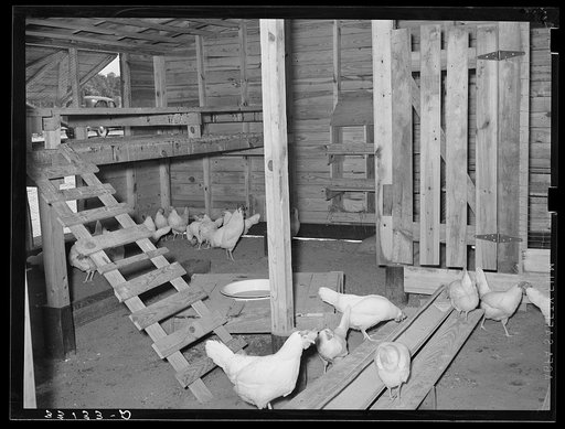 Chicken house on Sabine Farms. Marshall, Texas