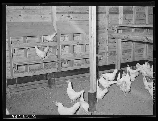 Chicken house on Sabine Farms. Marshall, Texas