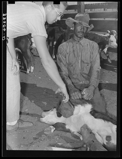 Innoculating a calf for blackleg. Cattle ranch near Marfa, Texas