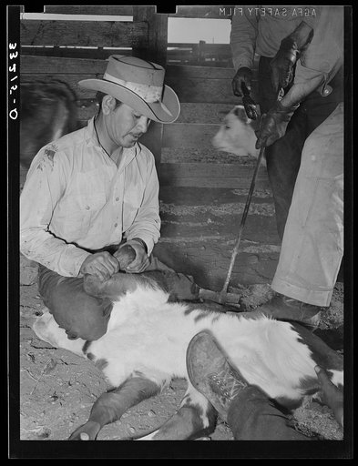 Branding calf. Cattle ranch near Marfa, Texas