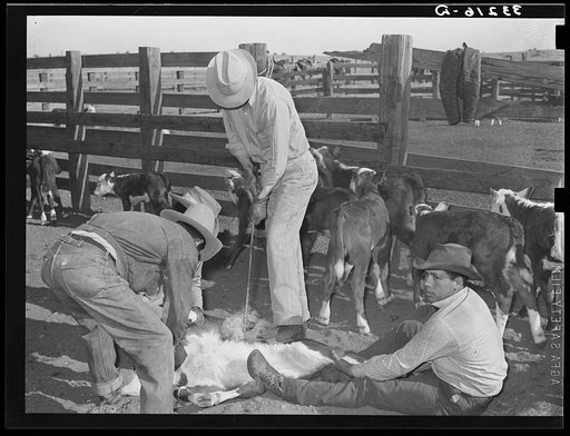 Cattle branding scene. Ranch near Marfa, Texas