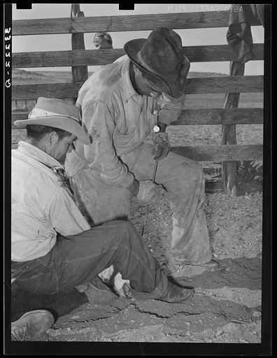 Mexican boys branding a calf. Cattle ranch near Marfa, Texas