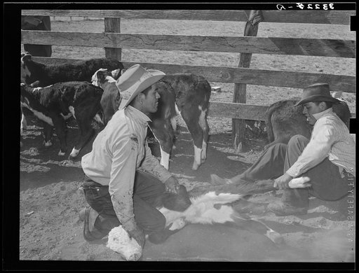 Mexican cowboys throwing a calf for branding. Cattle ranch near Marfa, Texas