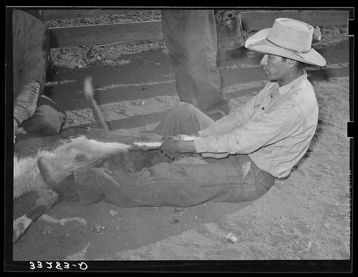 Mexican cowboy holding down calf for branding. Cattle ranch near Marfa, Texas