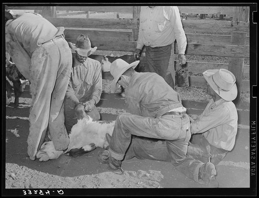 Branding scene on cattle ranch near Marfa, Texas
