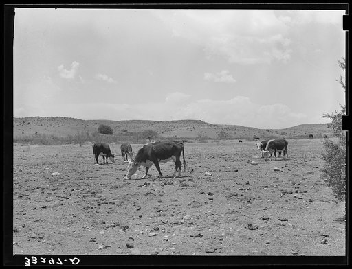 Cattle licking salt on the range of "Walking X" Ranch near Marfa, Texas