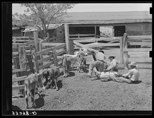 Calf branding scene on "Walking X" Ranch near Marfa, Texas