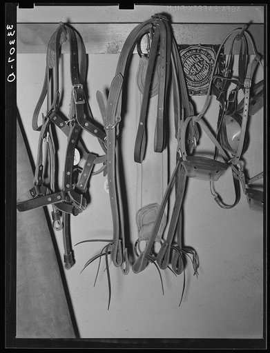 Halters and stirrups straps in ranch supply store. Alpine, Texas