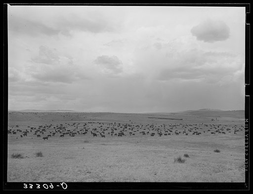 Untitled photo, possibly related to: Cattle roundup on ranch near Marfa, Texas