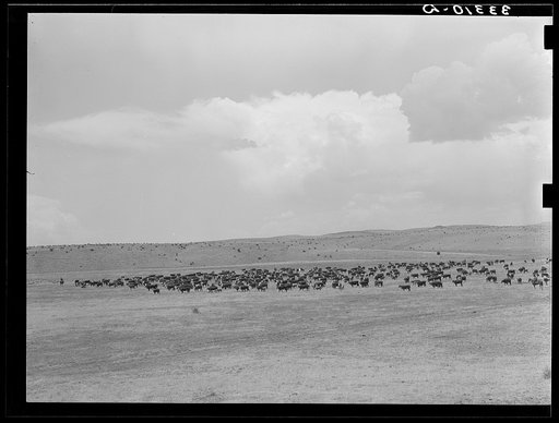 Cattle roundup on ranch near Marfa, Texas
