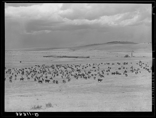 Cattle roundup with corral on ranch near Marfa, Texas