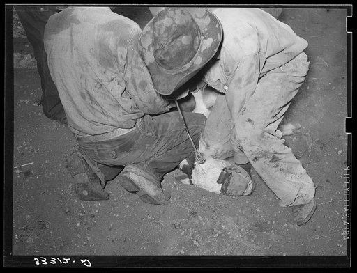 Burning out horns of calf. Cattle ranch near Marfa, Texas