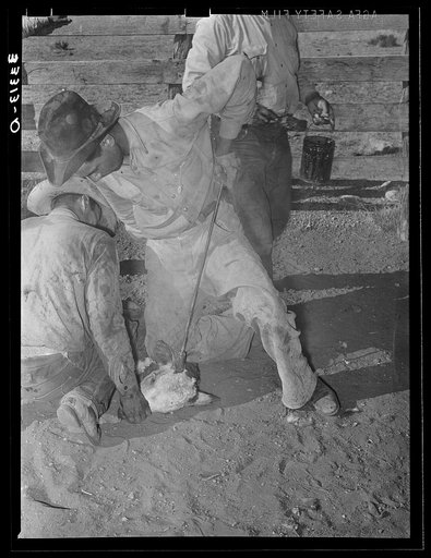 Burning out horns of calf. Cattle ranch near Marfa, Texas