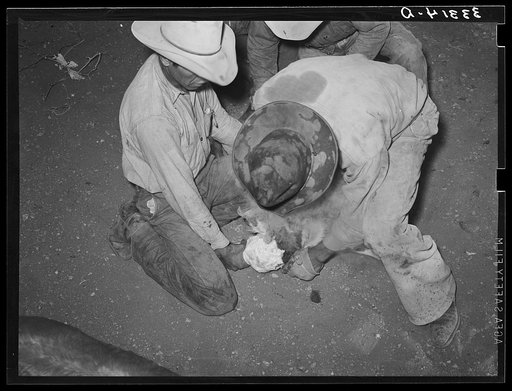 Untitled photo, possibly related to: Burning out horns of calf. Cattle ranch near Marfa, Texas