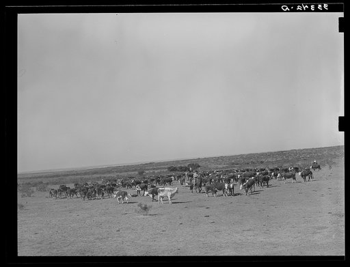 Roundup of cattle on SMS Ranch near Spur, Texas