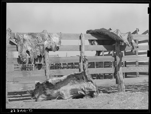 Hides of cattle hanging out to dry on corral fence on ranch near Spur, Texas