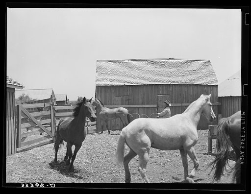 Roping a horse in corral. SMS Ranch near Spur Texas