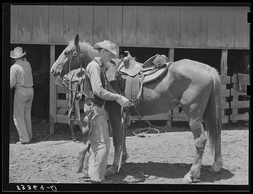 Tightening cinch on saddle on cow pony. SMS Ranch, Spur, Texas