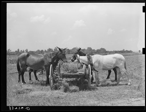 Mules eating hay during lunch hour on tenant farmer's place near Warner, Oklahoma