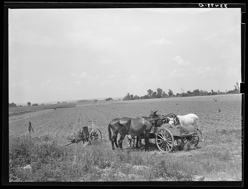 Mules eating hay during lunch hour on tenant farmer's place near Warner, Oklahoma