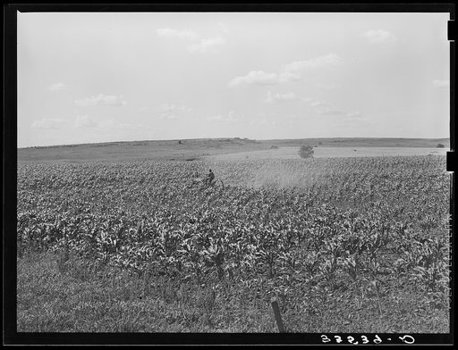 Plowing corn. Wagoner County, Oklahoma