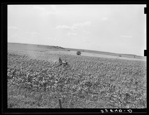 Untitled photo, possibly related to: Plowing corn. Wagoner County, Oklahoma