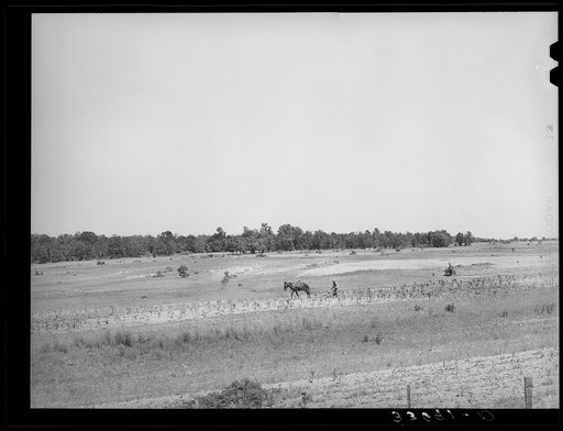 Strip farming in field near Sallisaw, Oklahoma. Field back of farmer has been ruined by erosion. Tenant farmer