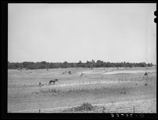 Untitled photo, possibly related to: Strip farming in field near Sallisaw, Oklahoma. Field back of farmer has been ruined by erosion. Tenant farmer