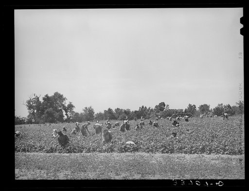 Untitled photo, possibly related to: Stringbean picker near Muskogee, Oklahoma