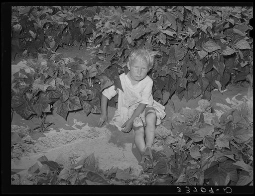 Small child playing in the scant shade of weeds and bean plants near Muskogee, Oklahoma. She had accompanied her elder sister to the bean patch because it was cooler there than in the potato fields where the mother was working