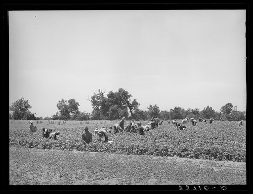 Stringbean picker near Muskogee, Oklahoma