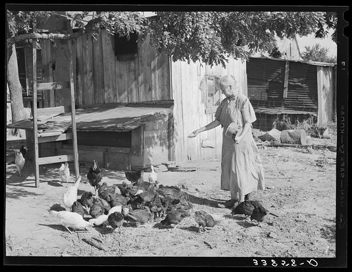 Untitled photo, possibly related to: Wife of tenant farmer living near Muskogee, Oklahoma, feeding the chickens. Refer to general caption number 20