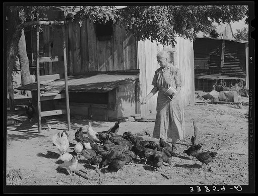 Wife of tenant farmer living near Muskogee, Oklahoma, feeding the chickens. Refer to general caption number 20