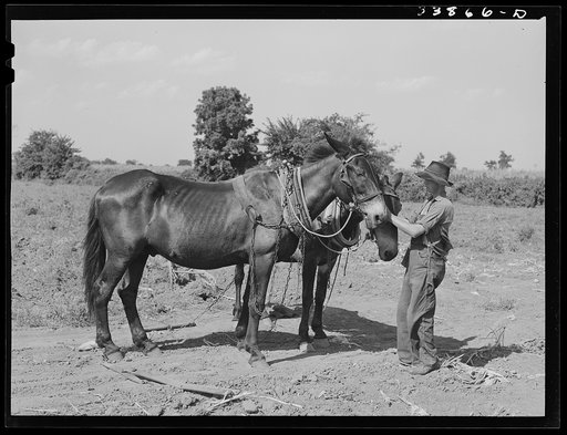 Son of tenant farmer with team of mules near Muskogee, Oklahoma. Refer to general caption number 20