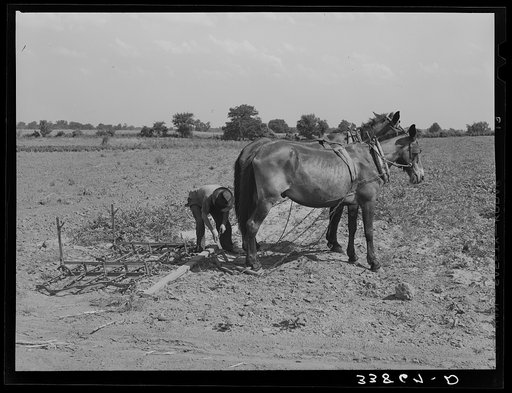 Son of tenant farmer hooking team of mules to spike-tooth harrow. Near Muskogee, Oklahoma. Refer to general caption number 20