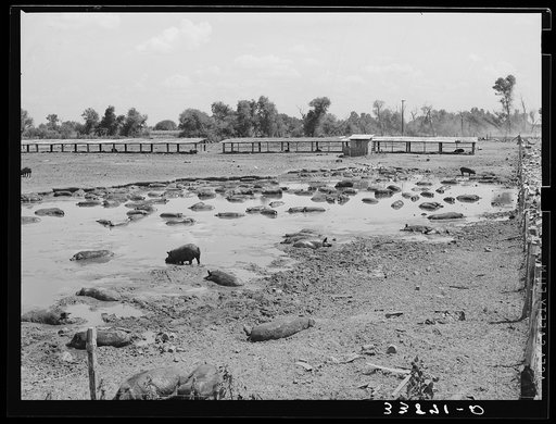 Hog pen and wallow adjacent to city dump. Oklahoma City, Oklahoma. Man who own hogs rents land from city and also the privilege of feeding them from city dump. Near Mays Avenue camp. Oklahoma City, Oklahoma